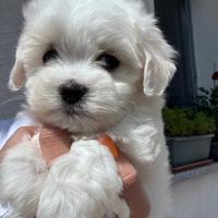Cucciolo di Maltese