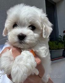 Cucciolo di Maltese