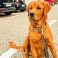 Cucciolo Golden Retriver americano