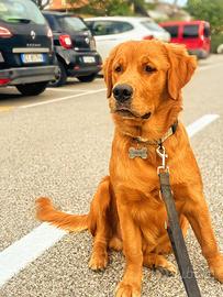 Cucciolo Golden Retriver americano