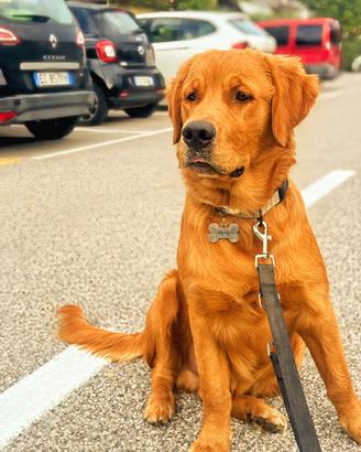 Cucciolo Golden Retriver americano