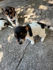 Jack russel