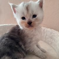 Cucciola Maine Coon