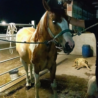Cavallo paint