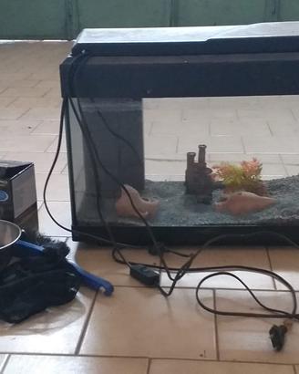 Acquario