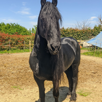 Cavallo Frisone