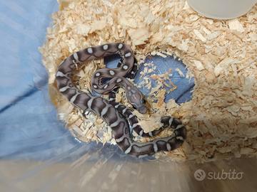 Serpente del grano, pantherophis guttatus