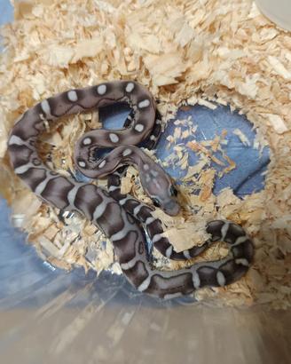 Serpente del grano, pantherophis guttatus