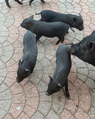 Maialini maiali vietnamiti nani