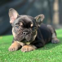 Bulldog francese femmina