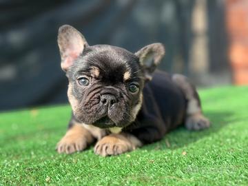 Bulldog francese femmina