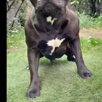 Accoppiamento cane
