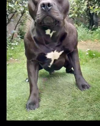 Accoppiamento cane