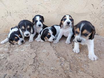Beagle