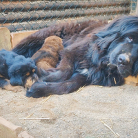 Mastino Tibetano