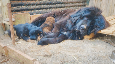 Mastino Tibetano