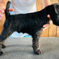 Cuccioli Zwergschnauzer neri (schnauzer nani)