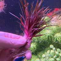 Piante acquario Eriocaulon Quinquangulare Rare
