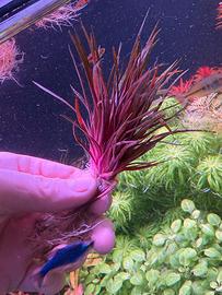 Piante acquario Eriocaulon Quinquangulare Rare