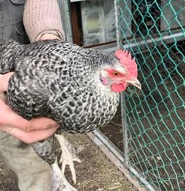 Galline incrocio Amrock/Marans