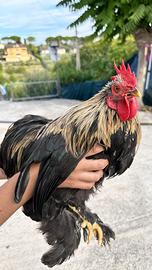 Gallo razza cocincina