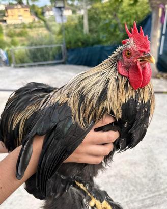 Gallo razza cocincina