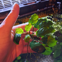 Anubias