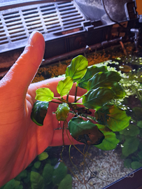 Anubias