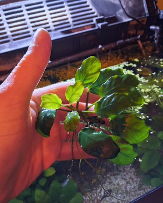 Anubias