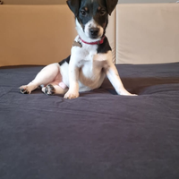 Coppia Jack Russel