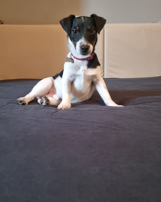 Coppia Jack Russel