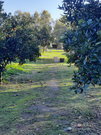 Ribasso terreno agricolo