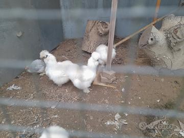 Coccicine nane e Moroseta Barbute