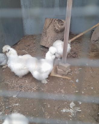 Coccicine nane e Moroseta Barbute