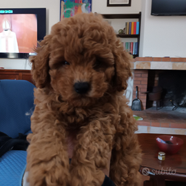 Barboncini toy con pedigree Enci