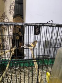 Canarini Novelli 2025