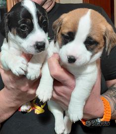 Jack Russel 3 maschi e 1 femmina