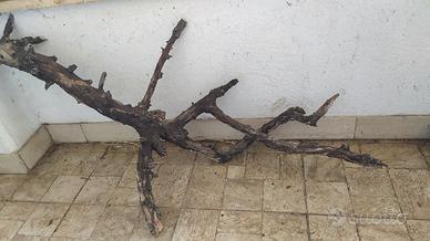 Legno acquario