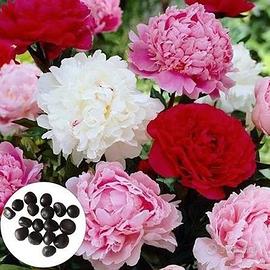 Peonie, caratteristiche e coltivazione