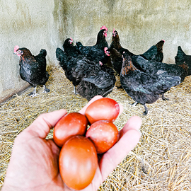 Galline MARANS uo.va color cioccolato