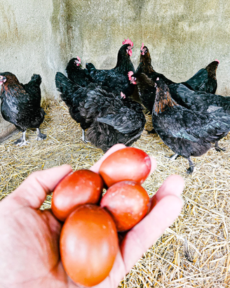 Galline MARANS uo.va color cioccolato