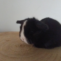 Conigli nani Mini Lop