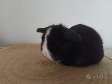 Conigli nani Mini Lop