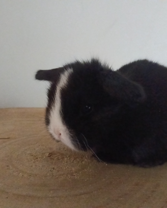 Conigli nani Mini Lop