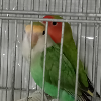 Uccelli