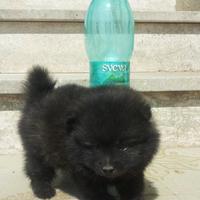 Cucciola Spitz nano