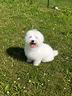 cucciolo-di-maltese