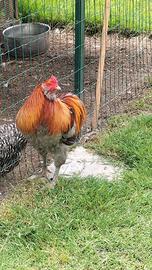 Gallo araucana