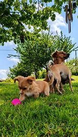 Meticci taglia piccola 4-5kg da adulti pelo lungo