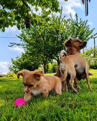 Meticci taglia piccola 4-5kg da adulti pelo lungo